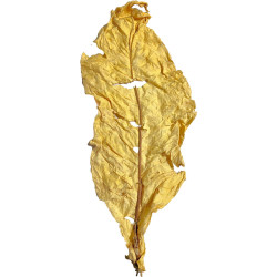 Feuilles de tabacs Blond Virginia - Culture Française raisonnée